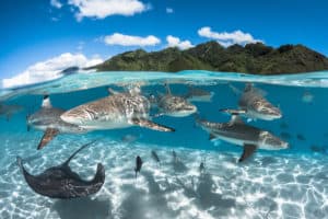 Baignade-requins-pointes-noires-et-raies-©-Grégory-Lecoeur